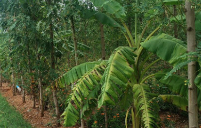 chaitra has transformed her household into a sustainable and dual income family2